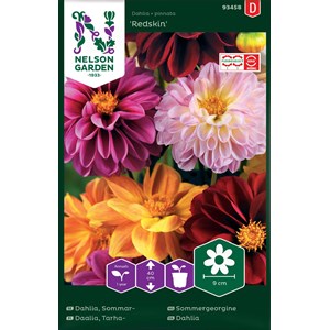 Fröer Nelson Garden Dahlia Sommar Redskin