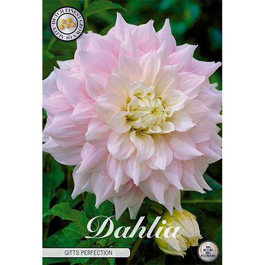 Dekorativdahlia 'Gitts Perfection'