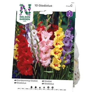 Vårlök Nelson Garden Gladiol Storblommig, Blandade färger