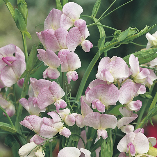 Rosenvial 'Pink Pearl'