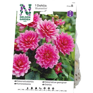 Vårlök Nelson Garden Dekorativdahlia Bluesette Låg, Purpurrosa