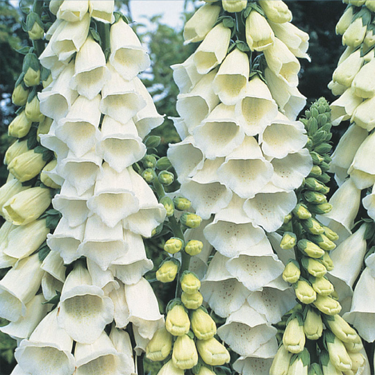 Fingerborgsblomma 'Alba'
