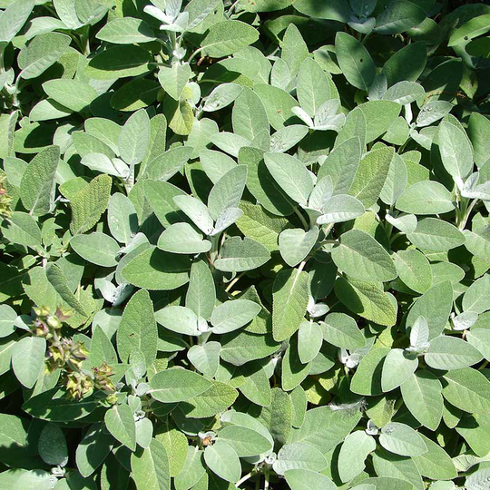 Kryddsalvia 'Berggarten', 6-pack