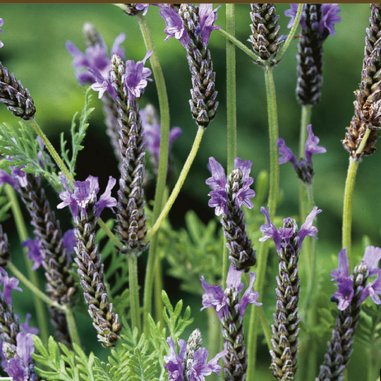 Sommarlavendel 'Oregano', ekologisk