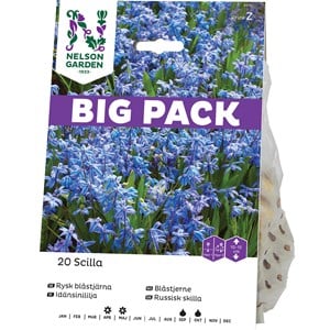 Höstlök Nelson Garden Blåstjärna Rysk Blåstjärna Big Pack