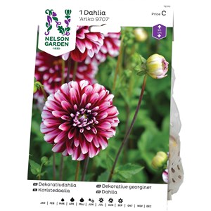 Vårlök Nelson Garden Dekorativdahlia Ariko 9707 Hög, Rödvitlila