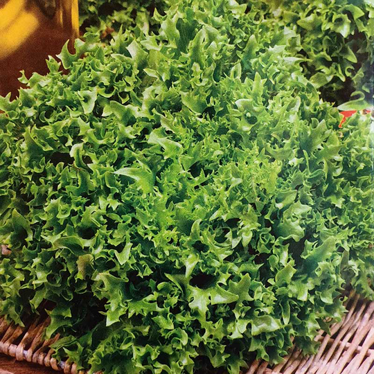 Sallat 'Frillice'