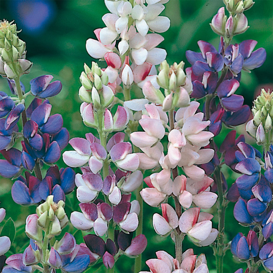 Dvärglupin 'Pixie Delight'