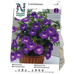 Vårlök Nelson Garden Femöring Storblommig Achimenes