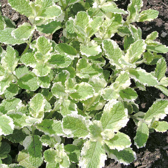 Brokbladig äppelmynta 'Variegata', 6-pack