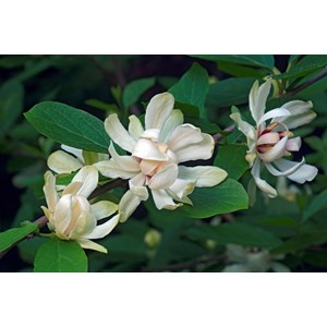 Kryddbuske 'Venus', 1-pack
