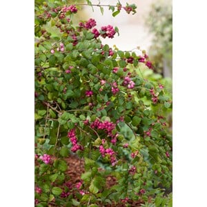 Doorenbos-snöbär 'Magic Berry' CO 3-pack