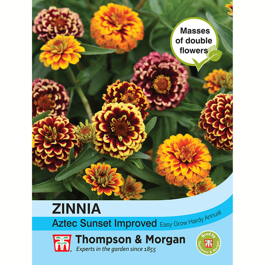 Zinnia 'Aztec Sunset Improved'
