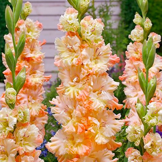 Gladiol 'Sotsji'