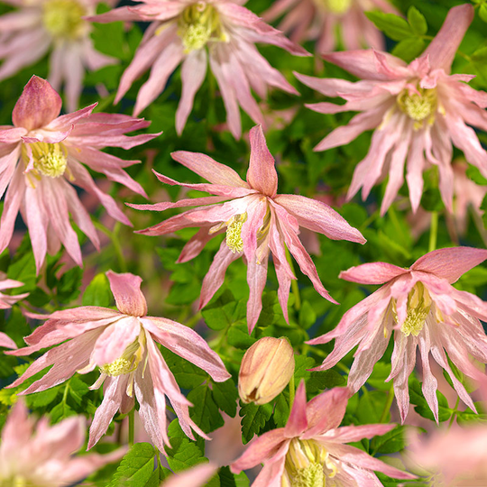 Klematis 'Country Rose'
