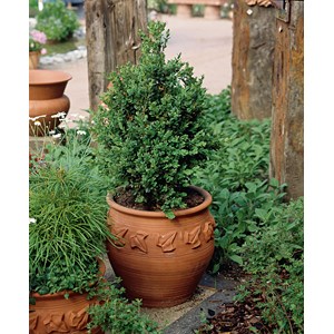 Buxbom CO, 30-40 cm 1-pack