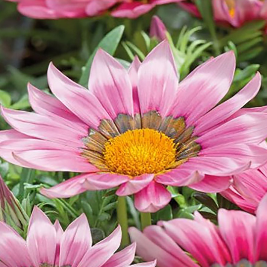 Påfågelsblomster New Day & Pink Shade