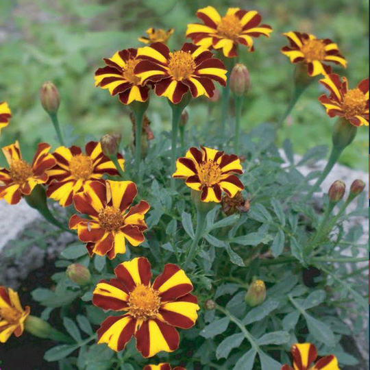 Tagetes 'Mr Majestic'