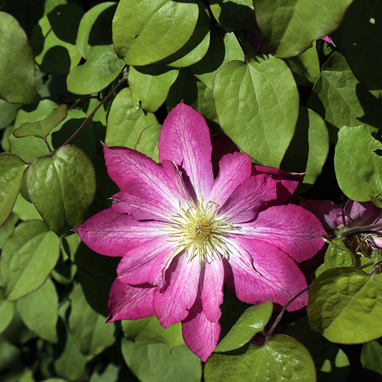 Klematis 'Asao'