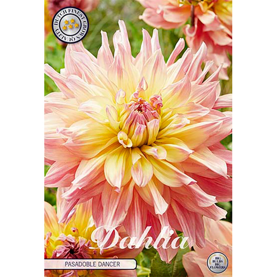 Dekorativdahlia 'Pasadoble Dancer'
