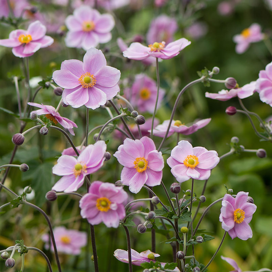 Höstanemon 'Königin Charlotte', 3-pack