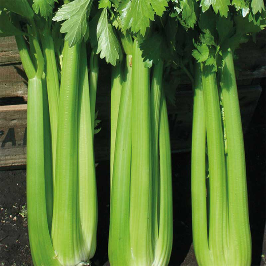 Blekselleri 'Hadrian' F1