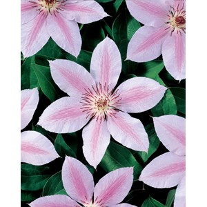 Klematis 'Jan Pawel II' 1-pack