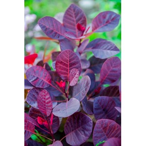 Rödbladig perukbuske 'Royal Purple' Sh 80 cm co