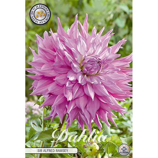 Dekorativdahlia 'Sir Alfreds Ramsey'