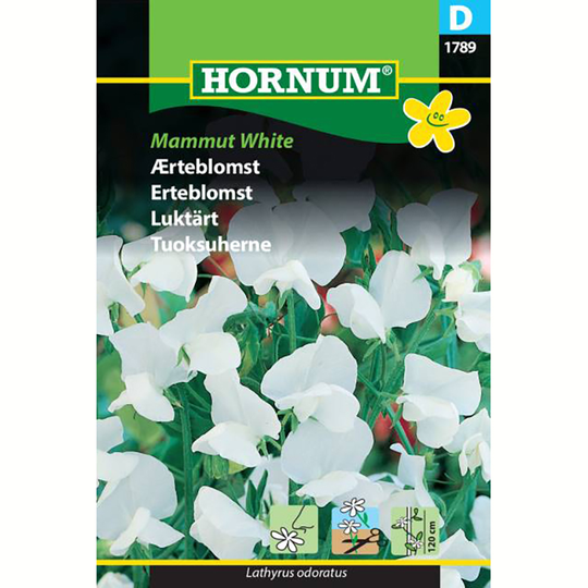 Luktärt 'Mammut White'