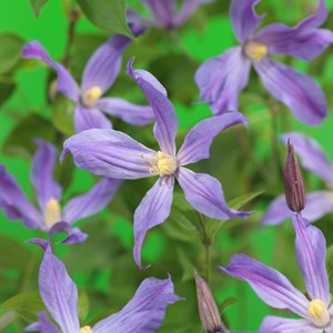 Klematis 'Sparkling Star' 3-pack