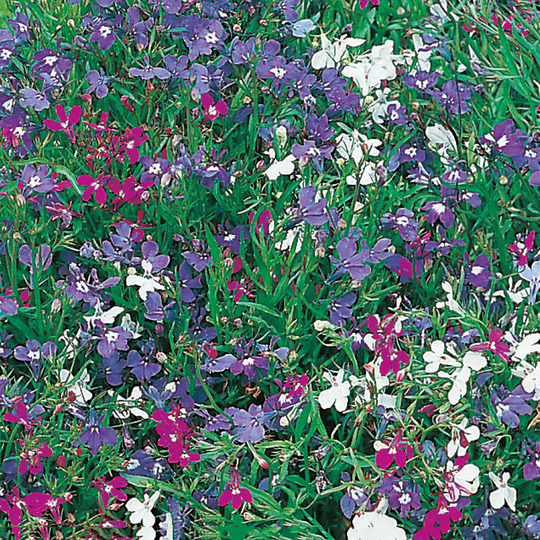 Kaplobelia 'String of Pearls'