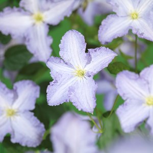 Klematis 'Blue Angel' 3-pack