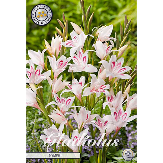 Gladiolus 'Nanus Nymph'