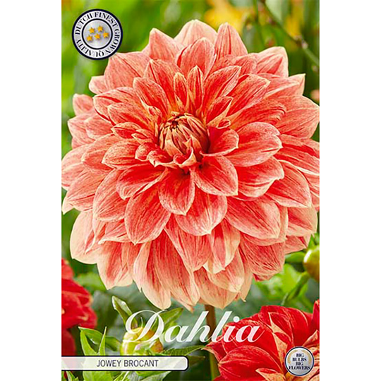 Dekorativdahlia 'Jowey Brochant'