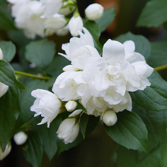 Kameliaschersmin 'Snowbelle', 1-pack