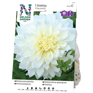 Vårlök Nelson Garden Dekorativdahlia Fleurel Hög, Vit