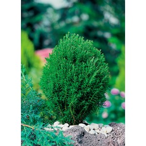 Tuja 'Teddy', 1-pack