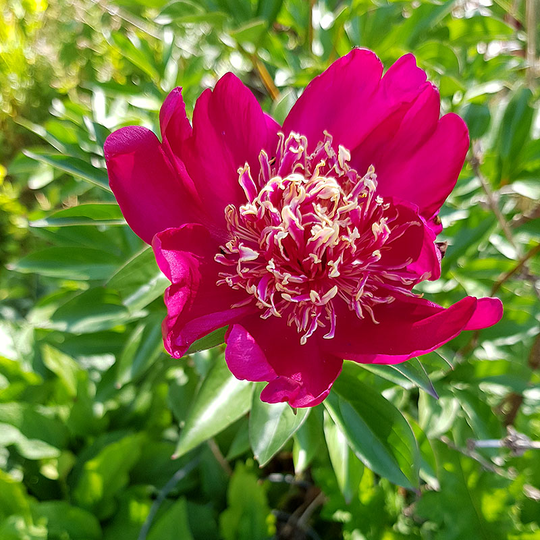 Luktpion 'Karl Rosenfield'