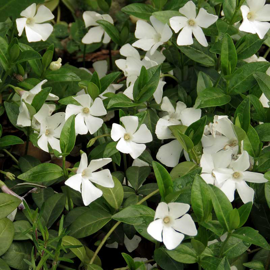 Vintergröna 'Alba', 6-pack