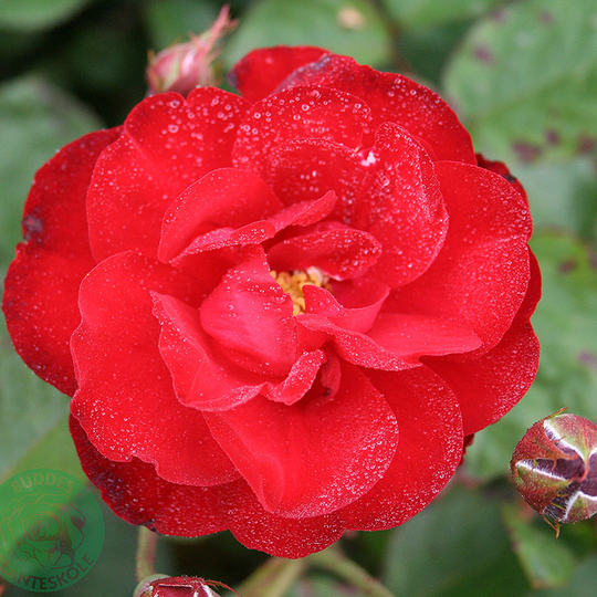 Ros 'Lilli Marleen'