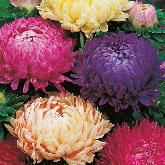 Aster 'Duchess Mixed'