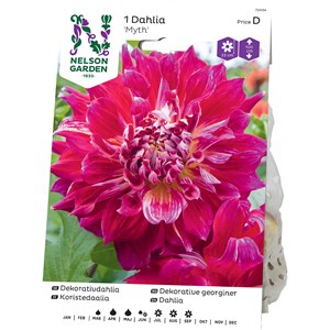 Vårlök Nelson Garden Dekorativdahlia Myth Hög, Röd med gult