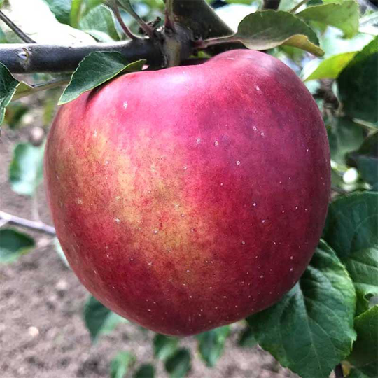 Ympris äpple 'Eva-Lotta'