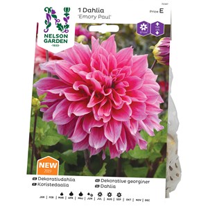 Vårlök Nelson Garden Dekorativdahlia Emory Paul Hög, Rosa