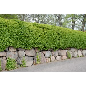 Måbär 'Schmidt' CO 1-pack
