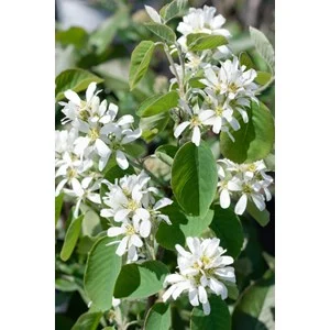 Bärhäggmispel 50-80 cm 10-pack