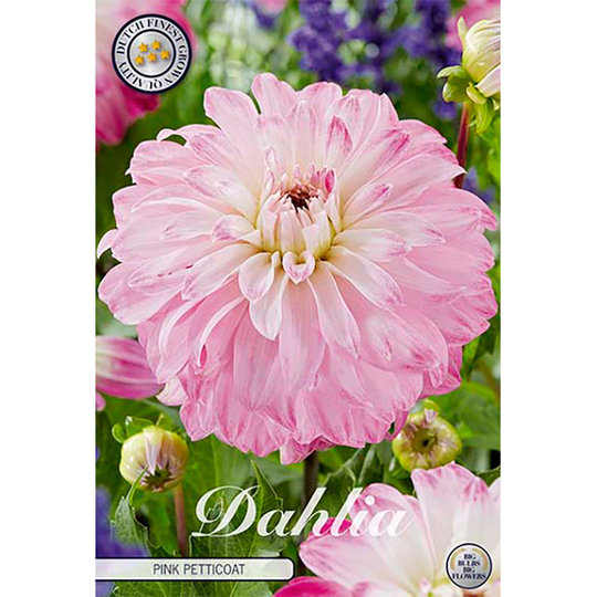 Dekorativdahlia 'Pink Petticoat'