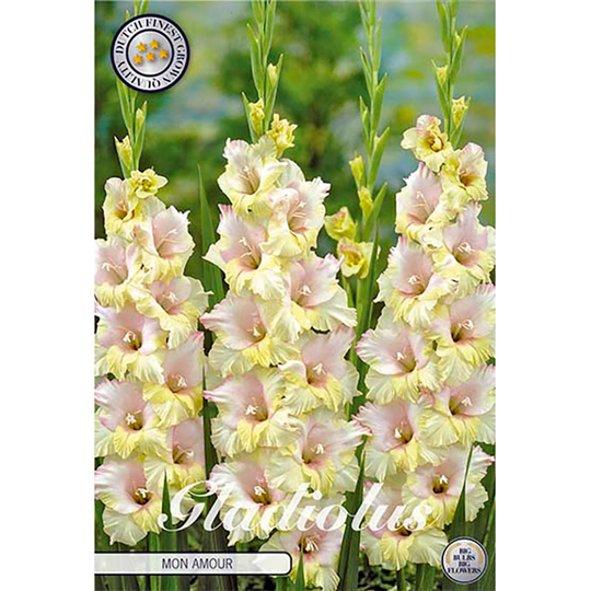 Gladiolus 'Mon Amour'