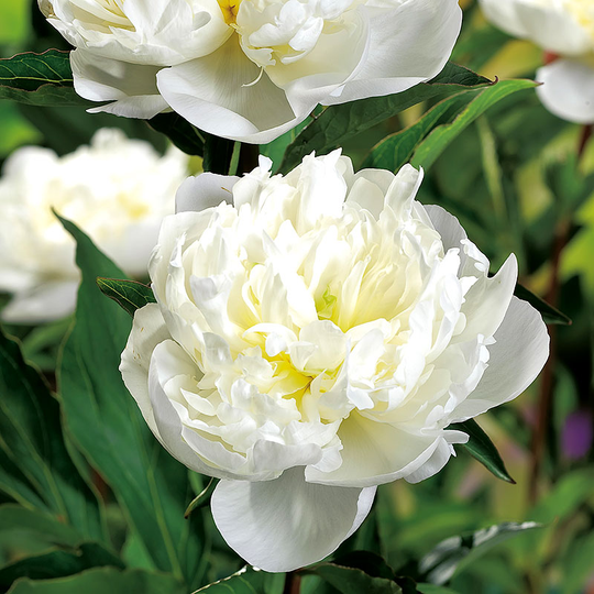 Luktpion 'Duchesse de Nemours'